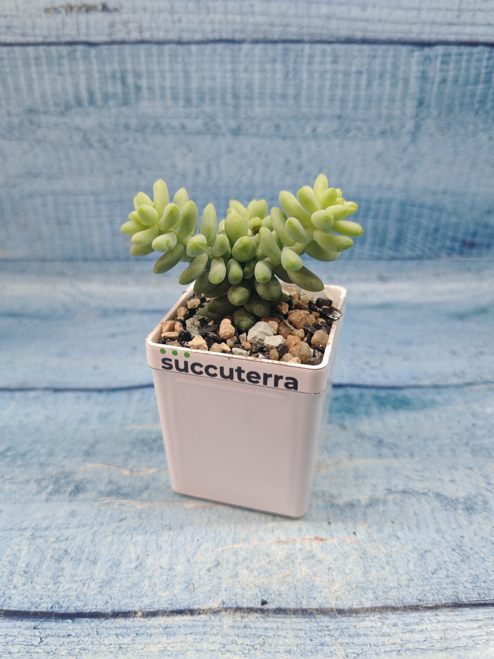 Sedum Burrito (Седум)