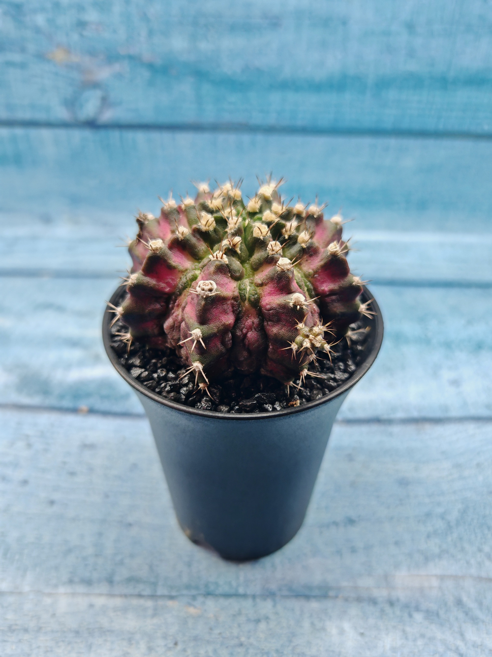 Gymnocalycium T-Rex Pink hybrid (Гимнокалициум T-rex)