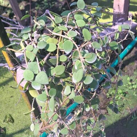 Хойя NUMMULARIOIDES LITE YELLOW CORONA