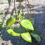 Хойя SULAWESI GPS 8867