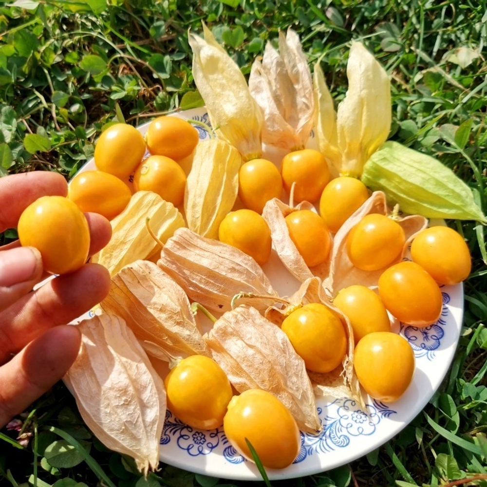 Физалис ФРУКТОВЫЙ Индийский РАСБХАРИ ЯГОДЫ ИНКОВ - Rasbhari Inca Berries