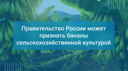 Правительство России может признать бананы сельскохозяйственной культурой