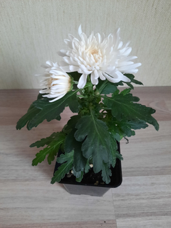 Хризантема корейская Незнакомка