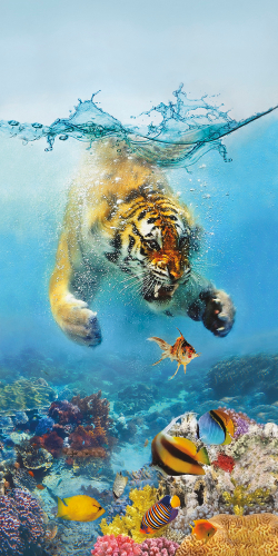 Коллекция Животные