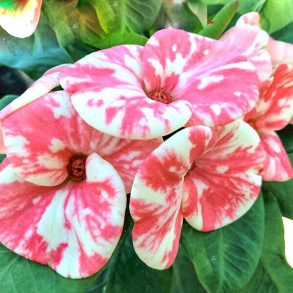 Эуфорбия Миля ALIS