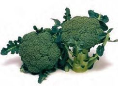 МАРАТОН F1 семена капусты брокколи (Sakata | Alexagro)