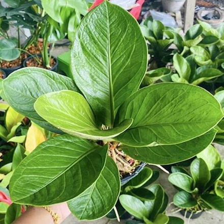 Антуриум JENMANII ROUND LEAF