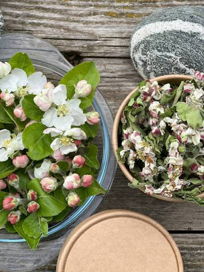 Цветы яблони