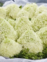 Гортензия метельчатая Пандалус