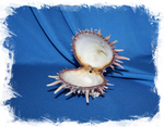 Спондилус Риви, Spondylus reevei, Spondylus virgineus