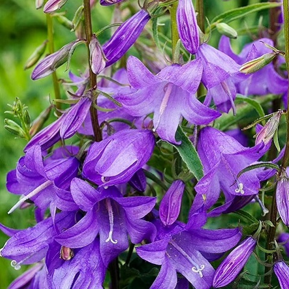Колокольчик рапунцелевидный Cambell (blue)