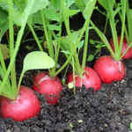 Мелито F1 семена редиса (Hazera / Хазера)