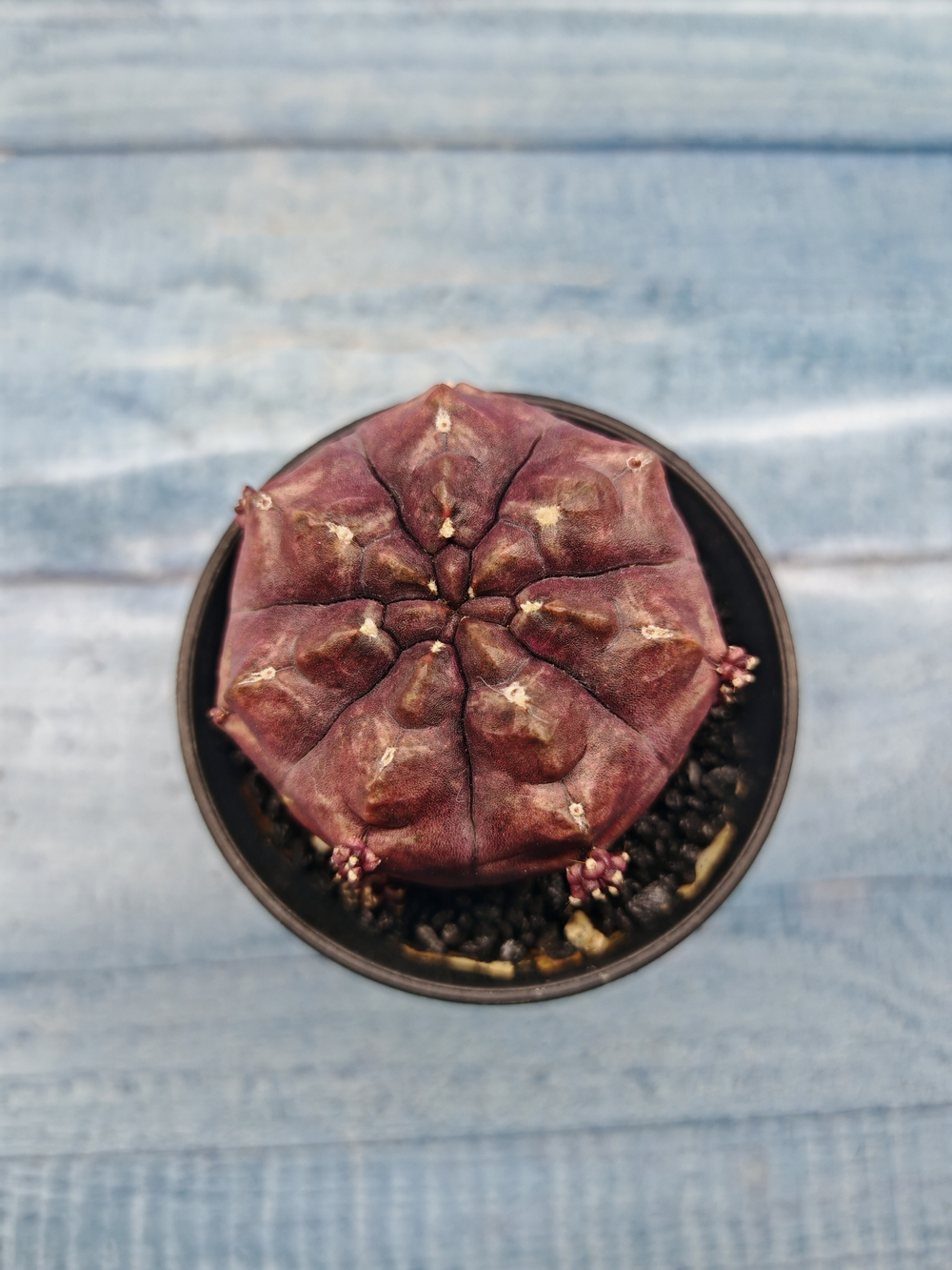 Gymnocalycium Daydream (Гимнокалициум)