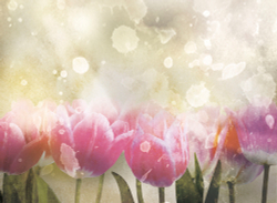 Коллекция Цветы