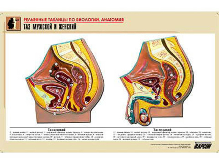 Рельефная таблица &#34;Таз мужской и женский&#34; (формат А1, матовое ламинир.)