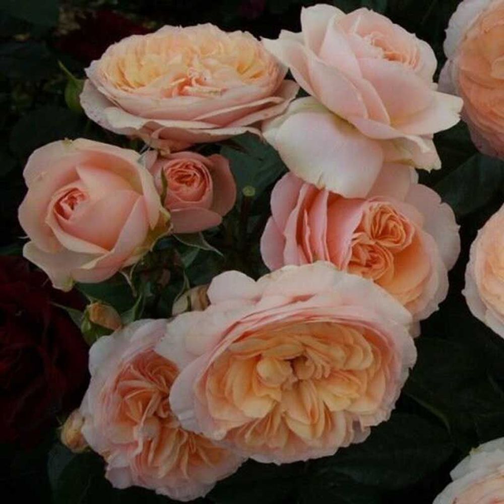 Сурир де Хавр (Sourire du Havre)