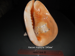 Кассис Корнута 170-295 мм