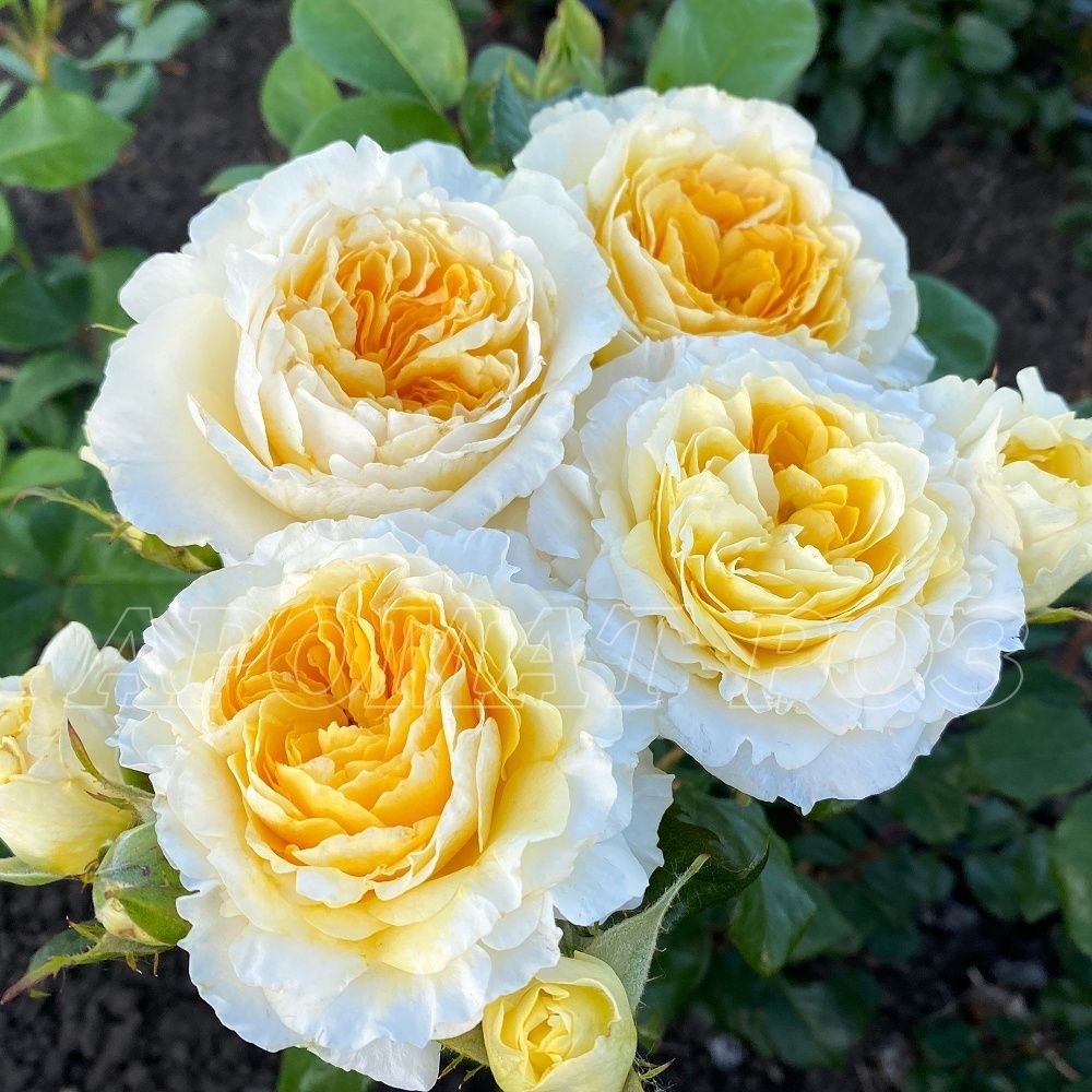 Беатрис (Beatrice)