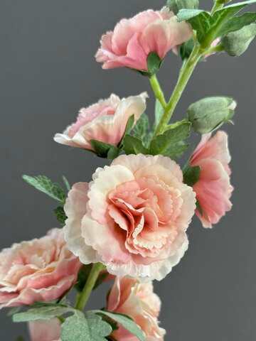 Мальва персиковая (h91 см)