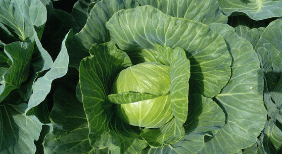 ЧАМП F1 семена капусты белокочанной (Seminis | Alexagro) – фото 3