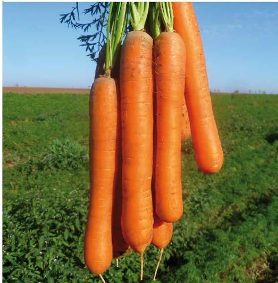 Карвора F1 семена моркови нантской (Seminis / Семинис) – фото 5