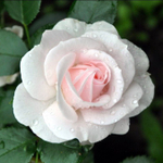 Роза флорибунда Аспирин Роуз/Aspirin Rose