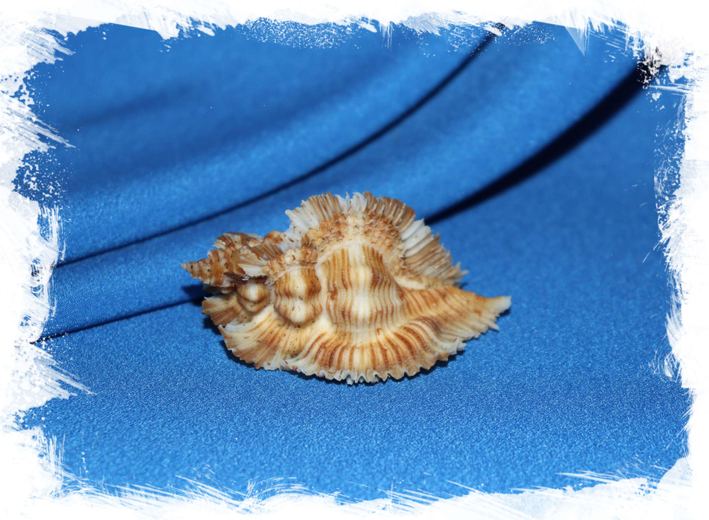 Мурекс Мийоки (Pterynotus miyokoae) 6 см.