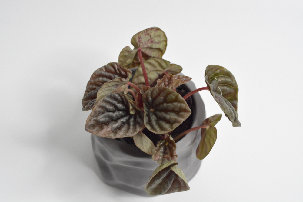 Пеперомия Ред Луна / Peperomia Red Luna