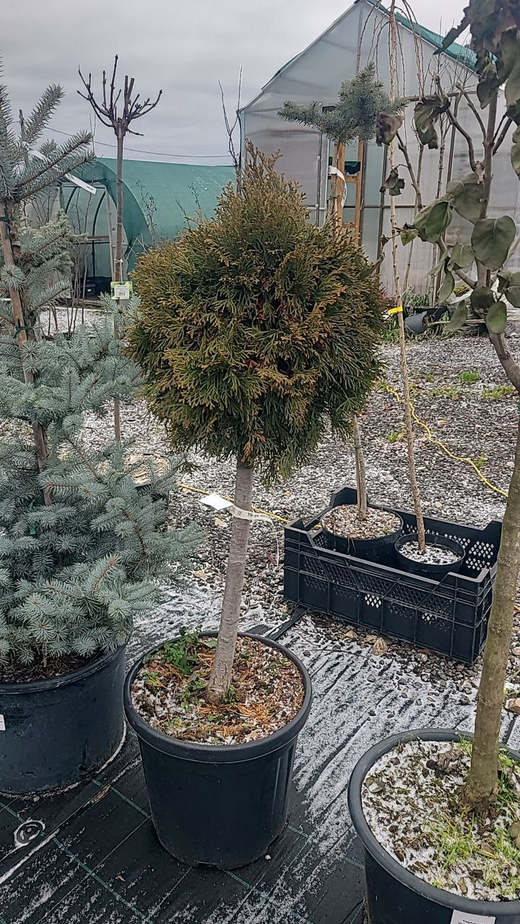 Туя Смарагд болл Штамб С25л 60см крона 40см Закупка М35 наличие 2026