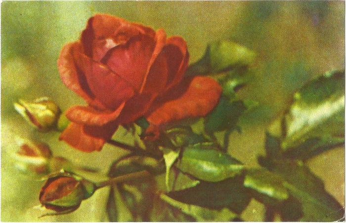 Открытка (почтовое вложение) "Чайная роза". Ленинград 1965 г
