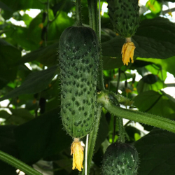 Огурец Самсур F1 7шт ВитаГрин ЭКСТРА