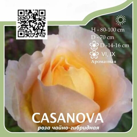 Роза чайно-гибридная "Casanova"