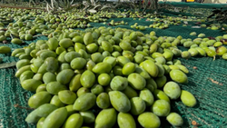 Оливковое масло VASSILAKIS Estate My Olive Oil, 500мл, Греция (Крит)