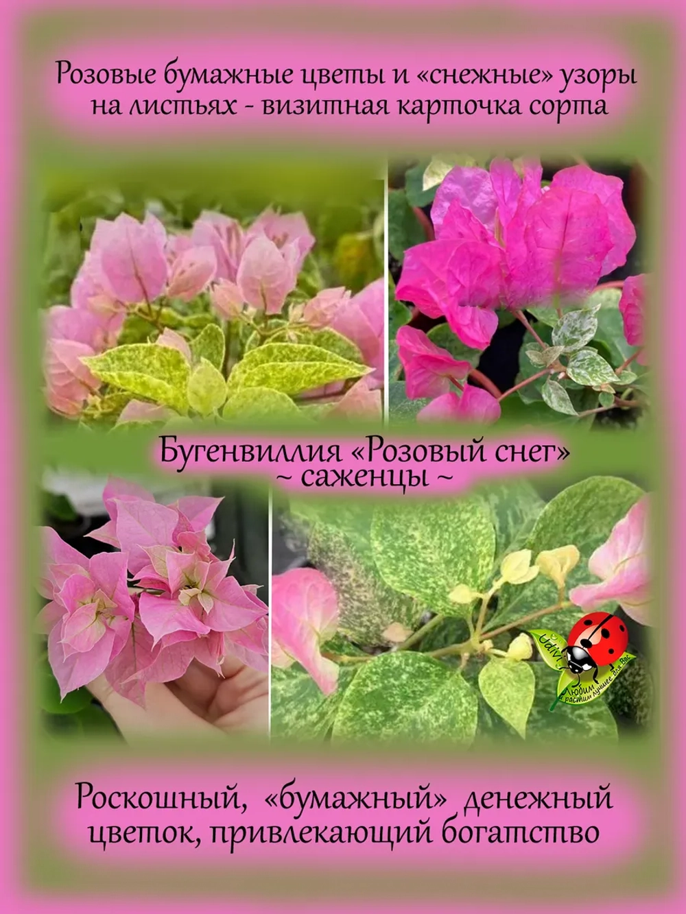 Бугенвиллия Розовый снег денежный цветок