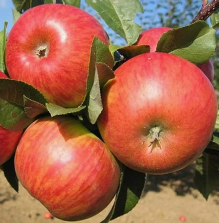 Яблоня Конфетное-2 саженец в контейнере 6-8 литров. Высота 0,7-1,5 метра.. Привит, районирован.