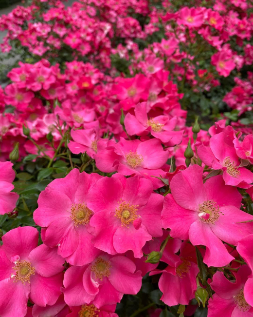 Роза Штад Ромм С7 Закупка М57 июнь 2026