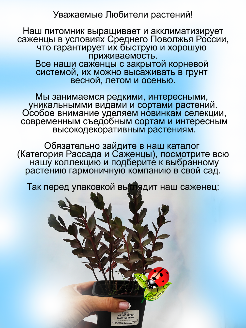 Седум Санспаклер Даззлеберри очиток многолетний
