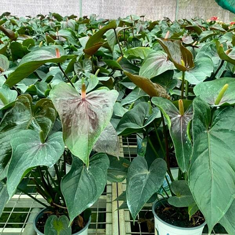 Антуриум Андре PARIS BLACK