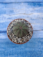 Euphorbia Obesa (Эуфорбия)