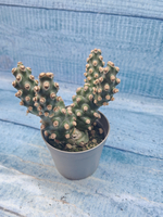 Tephrocactus Molinensis (Тефрокактус)