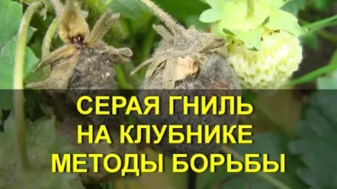 Серая гниль на клубнике: как спасти урожай, если июнь выдался дождливым
