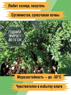 Саженец Можжевельник казацкий хвойный Тамарисцифолия