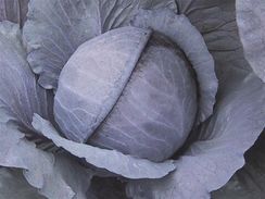 РАНЧЕРО F1 семена капусты краснокочанной (Bejo | Alexagro)