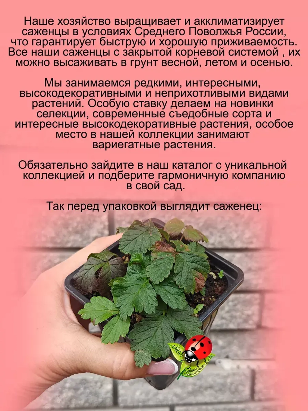 Княженика Астра княжья ягода