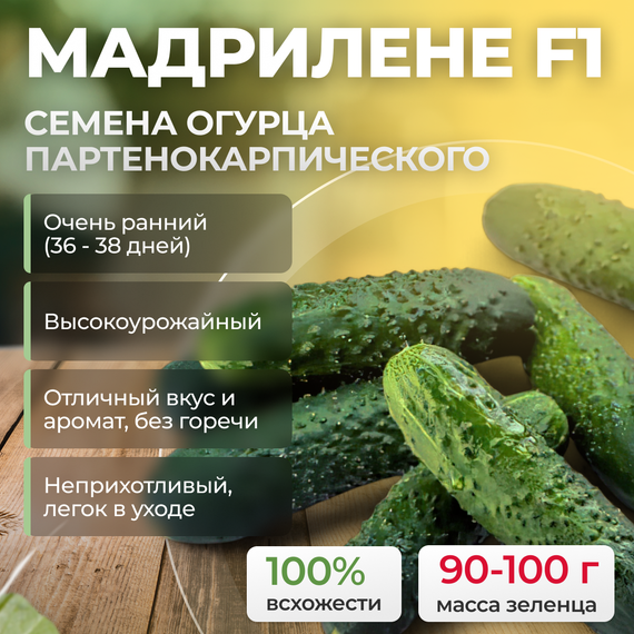 МАДРИЛЕНЕ F1 семена огурца партенокарпического (Seminis)