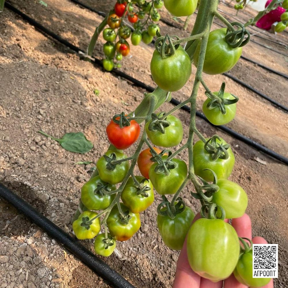 Папелетто F1 семена томата (Rijk Zwaan/Райк Цваан) культура – фото 5