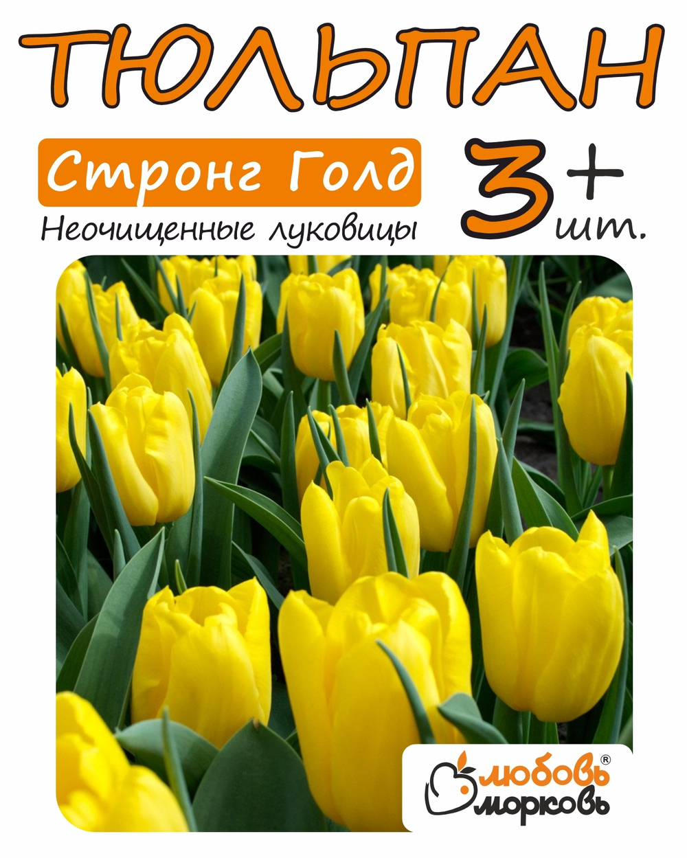 Тюльпан Луковица, Стронг Голд 3+ шт