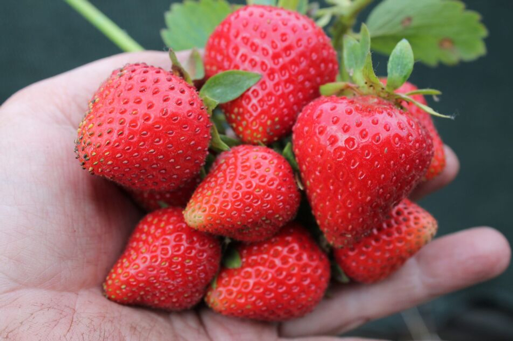 Саженцы садовой земляники (клубники) "АПРИКА" 4 шт