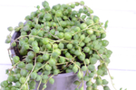 Senecio Rowleyanus (Крестновник Роули)