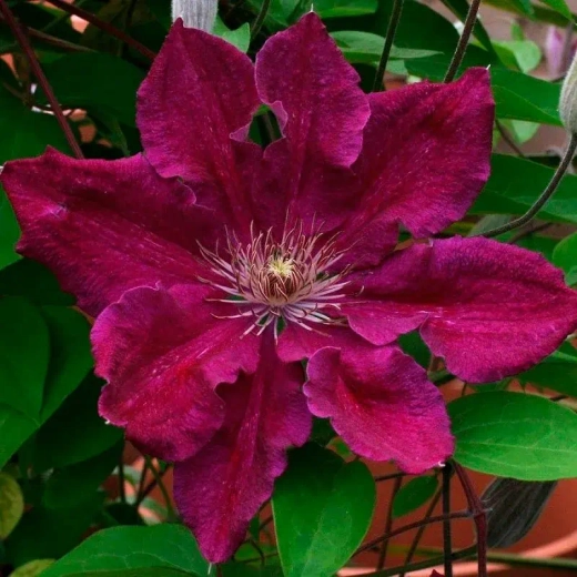 Клематис гибридный Эрнест Маркхам наличие